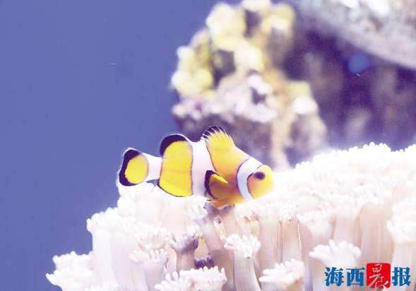 廈門海底世界內設有五個特色展區(圖5) 廈門海底世界內設有五個特色展區(圖5)