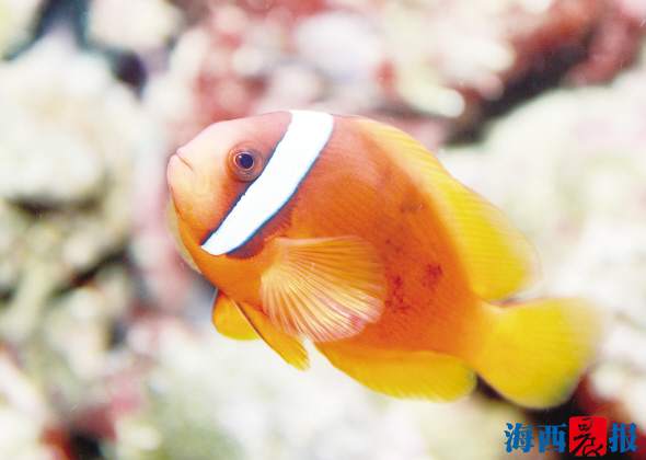廈門海底世界內設有五個特色展區(圖7) 廈門海底世界內設有五個特色展區(圖7)